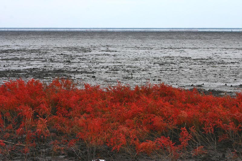e0093903_914692.jpg