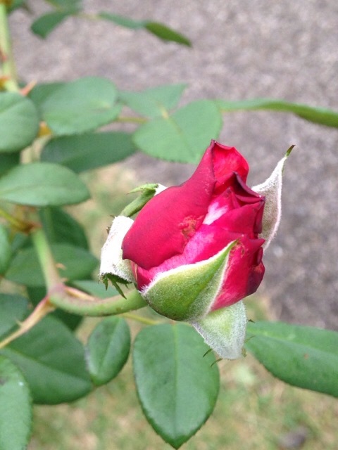 b0289206_09303729.jpg
