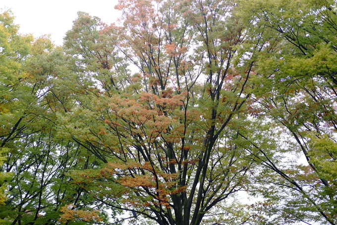 初 カール!_e0000910_131289.jpg