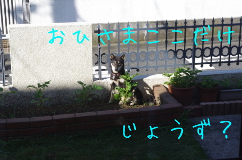 f0369014_13522630.jpg