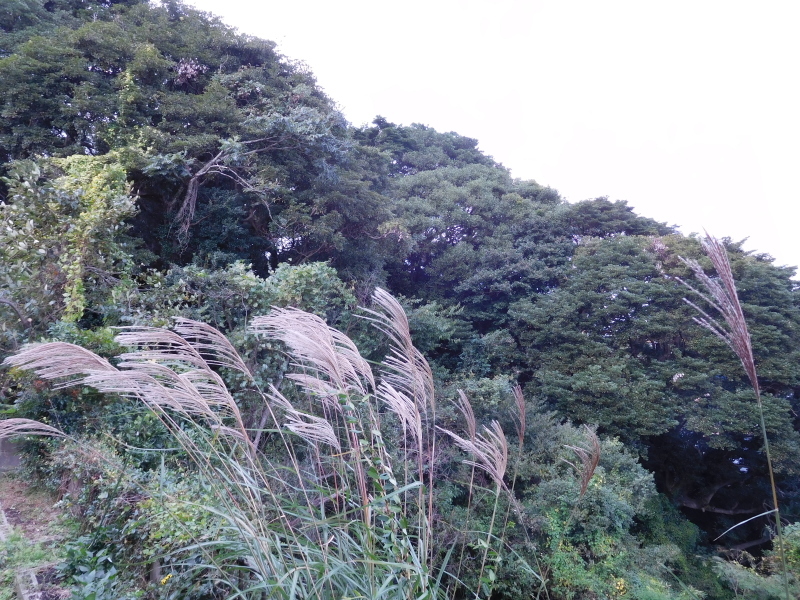 a0125419_12232791.jpg