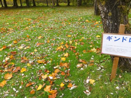 秋田市仁別 植物園 16 11 01 Tue 花 旅 人