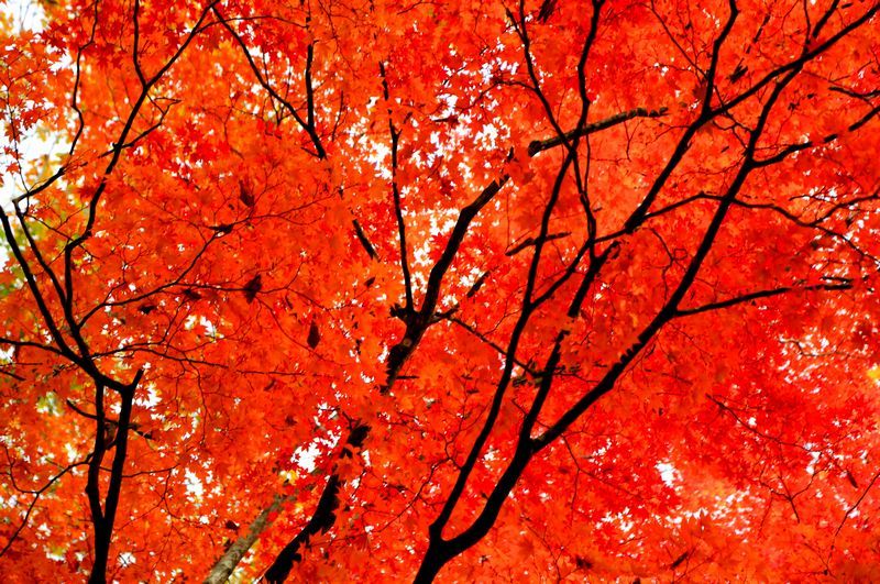 夕張滝上公園と雨霧橋からの紅葉２０１６ １０ 18 札幌発野鳥観察