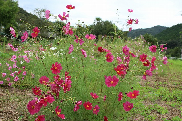 コスモスの花　満開_e0321325_138566.jpg