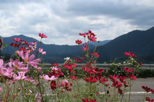 コスモスの花　満開_e0321325_1385727.jpg