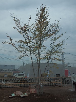 a0191732_19272588.jpg