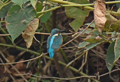 黒目川のカワセミ River Kingfisher_f0206939_11521795.jpg