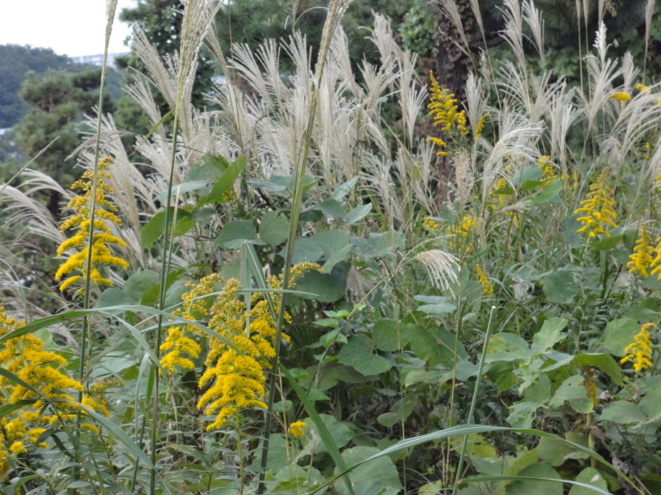 薄 すすき 芒 花と俳句のコラボレーション