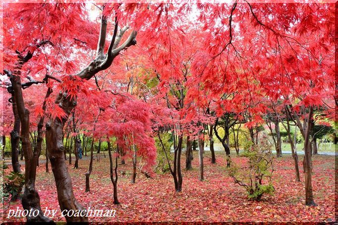 「紅葉」平岡樹芸センター_a0315942_22254919.jpg