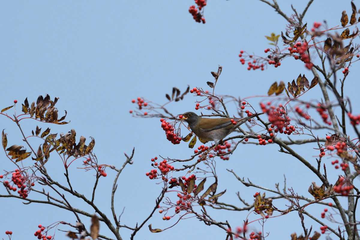 ２０１６年１０月、１１月の鳥たち  _a0039245_1245677.jpg