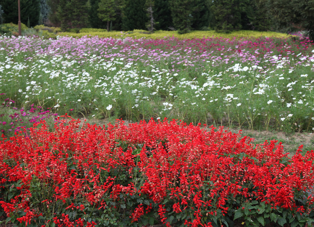 広陵町　馬見丘陵公園　花壇の花　２_c0108146_23154055.jpg