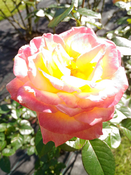 c0335348_14502745.jpg