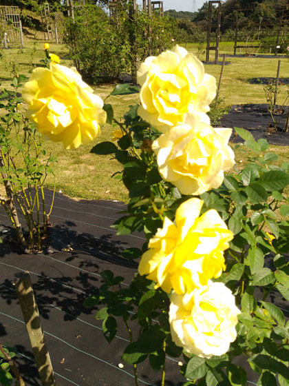 c0335348_14502953.jpg