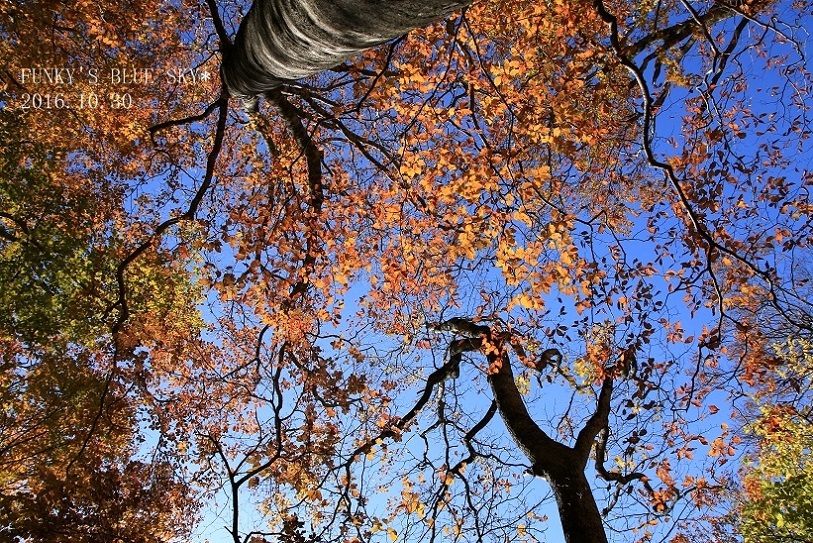 紅葉の森の大きな木の下で♪_c0145250_14341247.jpg