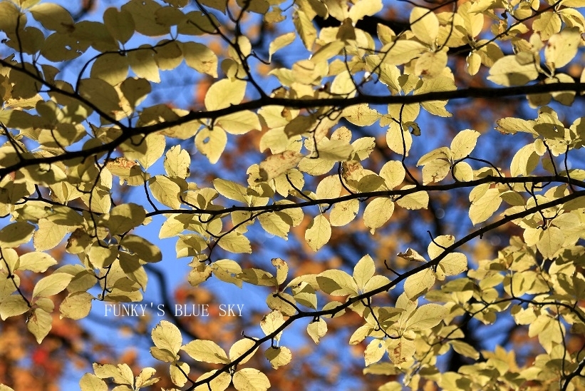 紅葉の森の大きな木の下で♪_c0145250_14341897.jpg