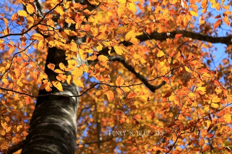 紅葉の森の大きな木の下で♪_c0145250_14342651.jpg