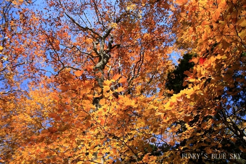 紅葉の森の大きな木の下で♪_c0145250_14345436.jpg