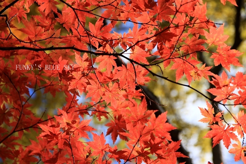 紅葉の森の大きな木の下で♪_c0145250_14351036.jpg