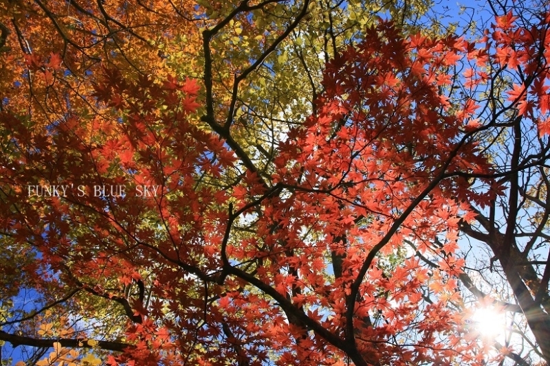 紅葉の森の大きな木の下で♪_c0145250_14351449.jpg