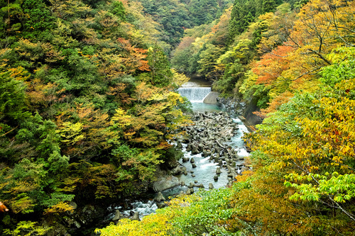 モミジカットと紅葉の奥山渓谷・・・ブログ村ランキング！_d0005250_17414613.jpg