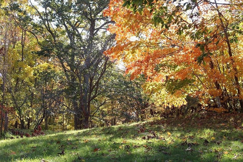 10月23日　大沼・森林公園の中　６_b0250154_21322850.jpg