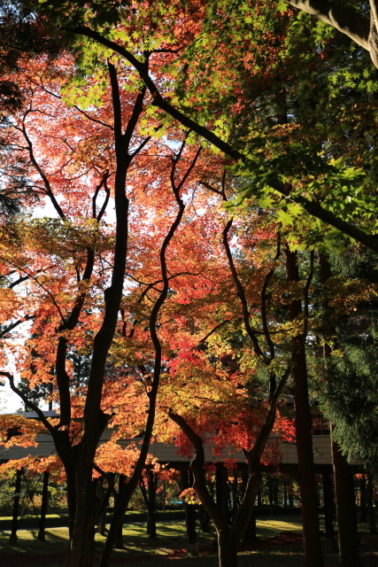 1076 遠野郷八幡宮の紅葉_c0251759_17053721.jpg