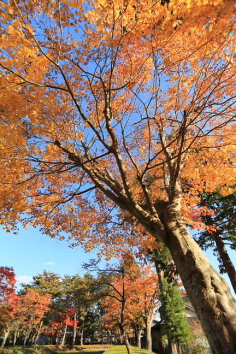 1076 遠野郷八幡宮の紅葉_c0251759_17055552.jpg