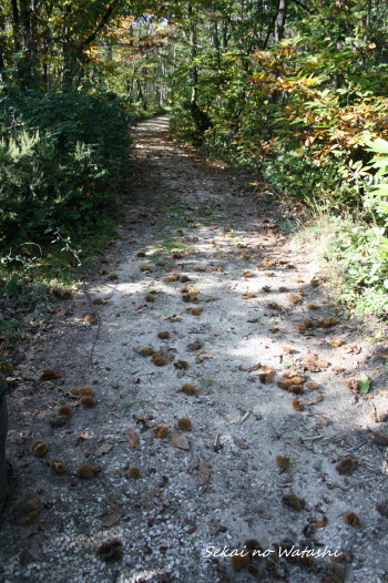 f0077159_17430733.jpg