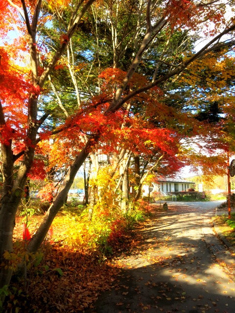 11月１日・浅間山の初冠雪～町民美術館の日＊軽井沢タリアセン_f0236260_22083566.jpg