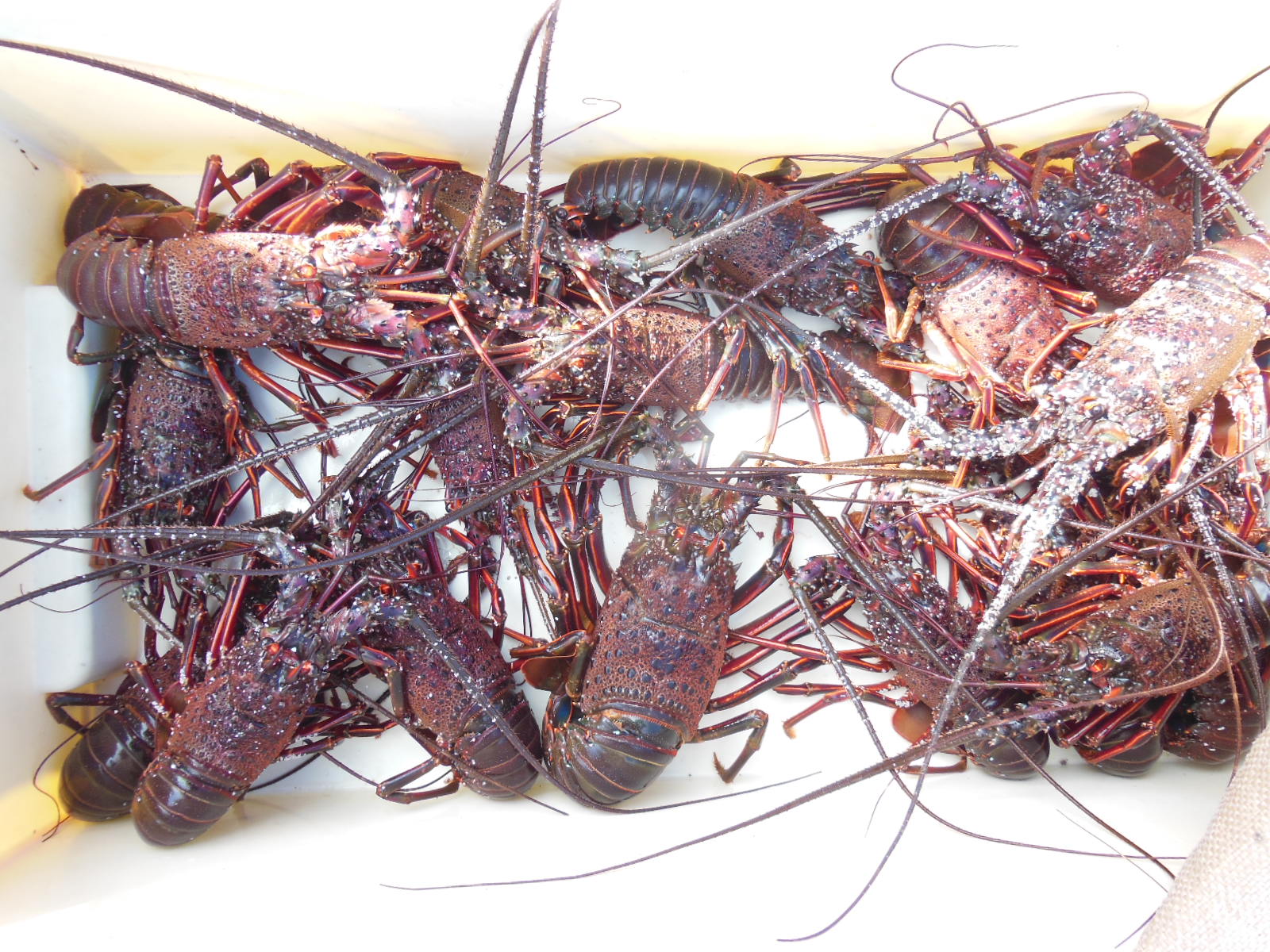 伊勢エビ刺し網漁の手入れ ナンちゃんが駈ける