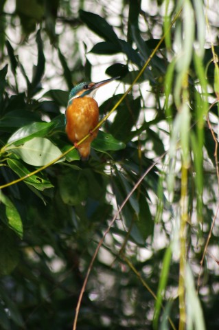 e0045768_224445.jpg