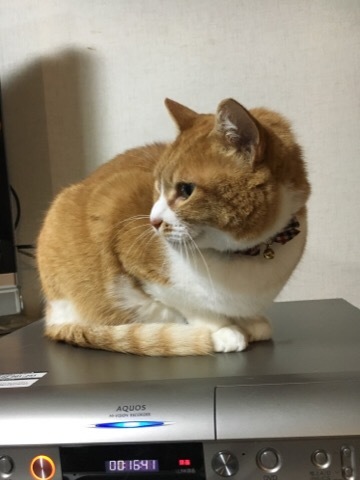 f0363168_19171756.jpeg