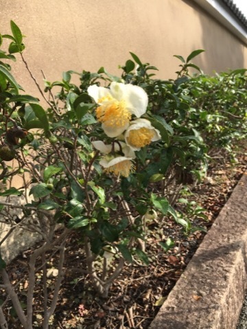 f0363168_21192572.jpeg