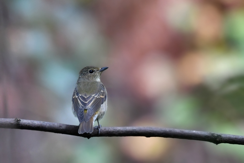 キビタキ_f0053272_2231397.jpg