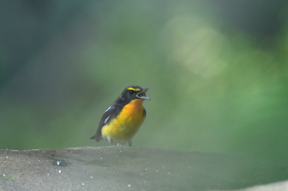 キビタキ_f0053272_22375132.jpg