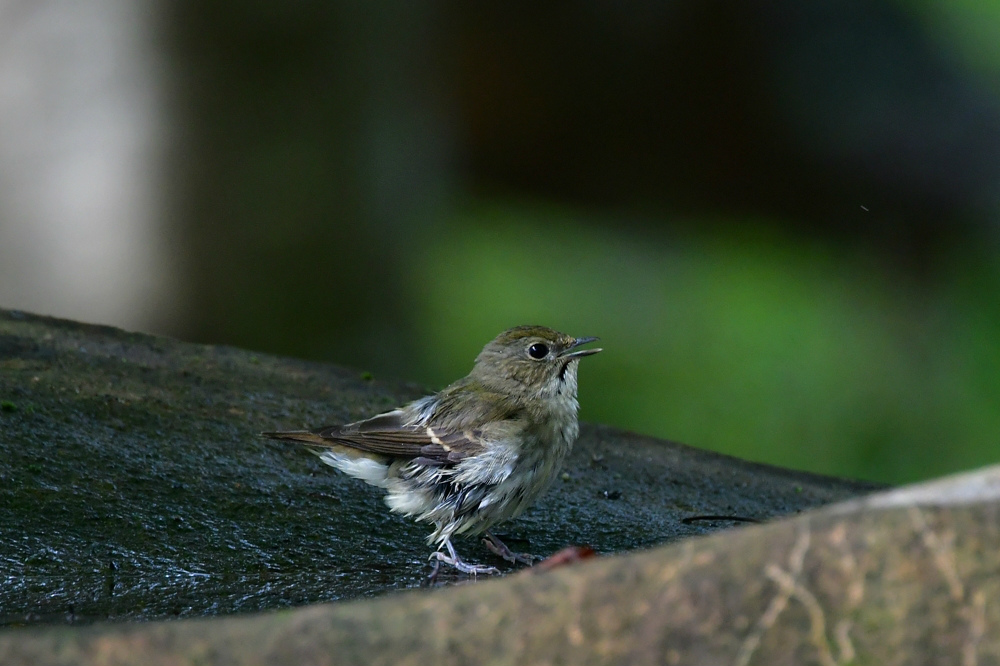 キビタキ_f0053272_22473657.jpg