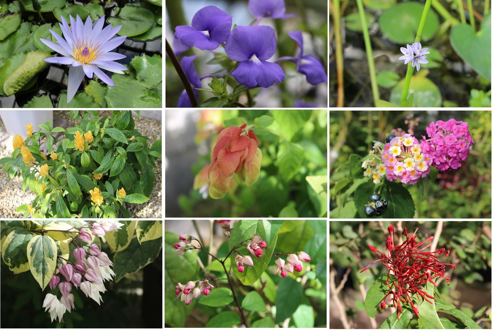「北海道大学植物園」オーソドックスに行ってみました。_f0362073_05172199.jpg