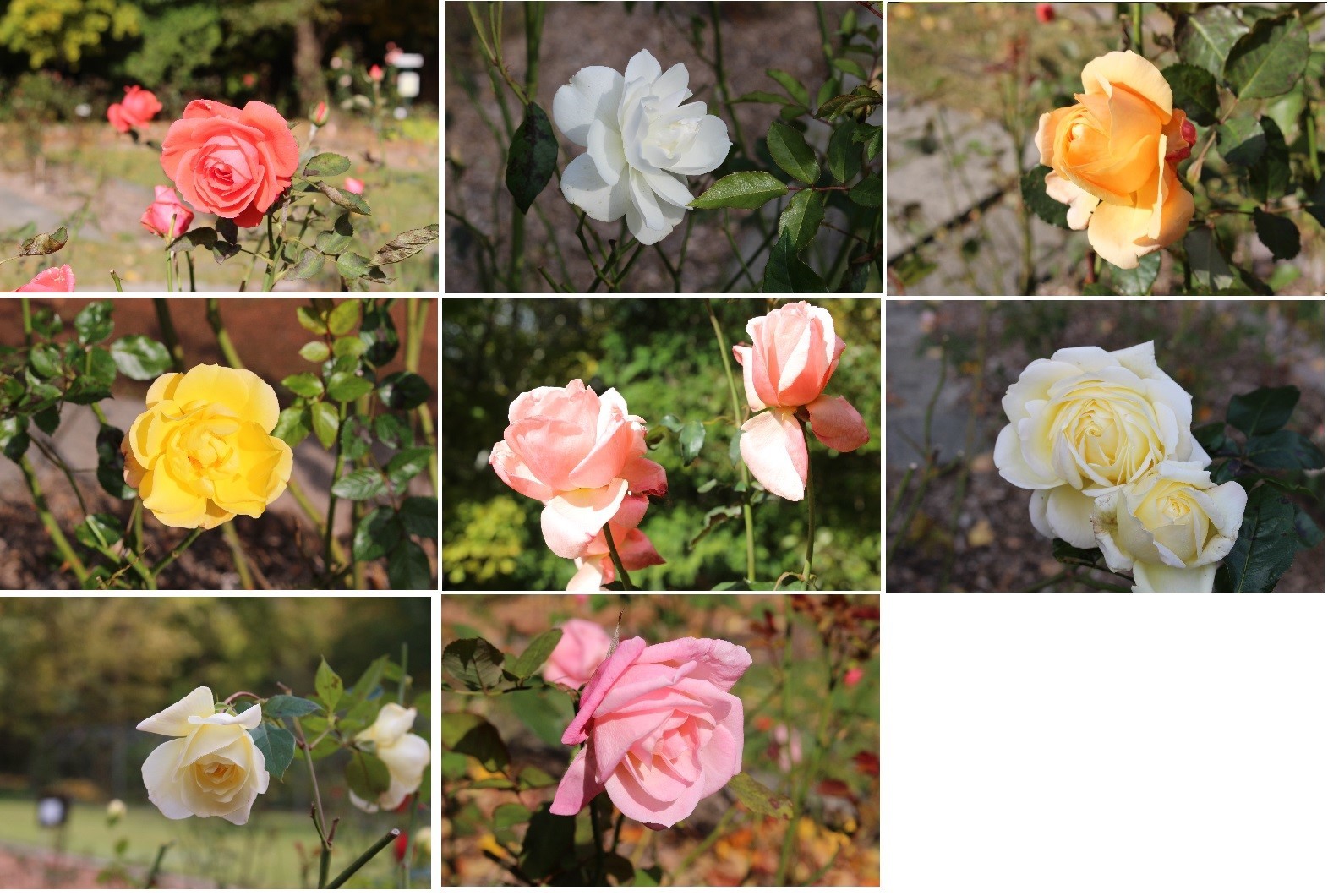 「北海道大学植物園」オーソドックスに行ってみました。_f0362073_05291041.jpg