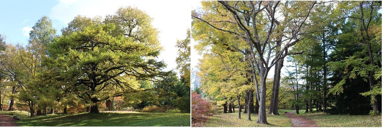 「北海道大学植物園」オーソドックスに行ってみました。_f0362073_05302569.jpg