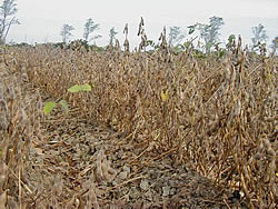 c0196074_8105764.jpg