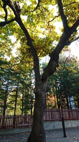 c0312878_21435319.jpg