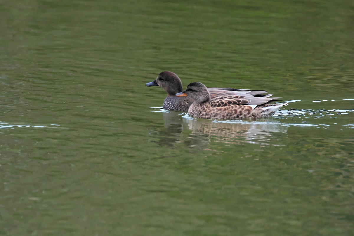 鴨の来る池　オカヨシガモ（丘葦鴨）他_a0083081_14593372.jpg