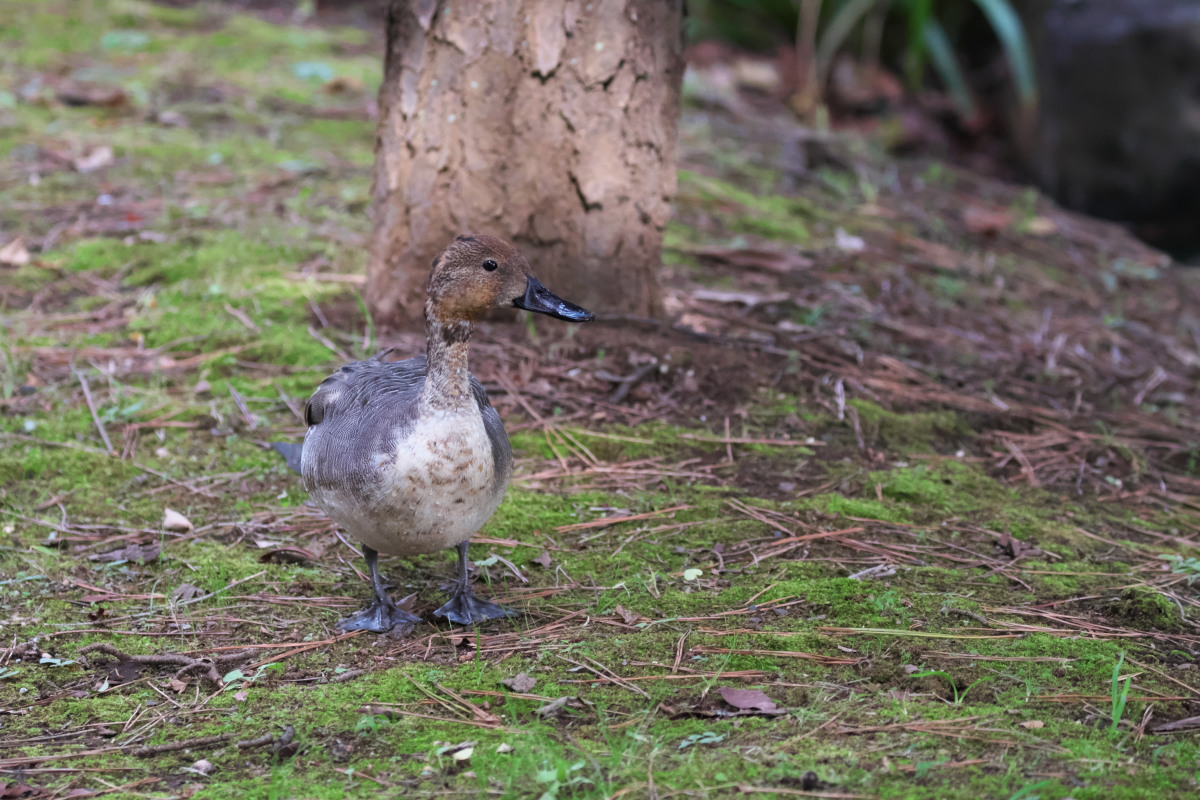 鴨の来る池　オカヨシガモ（丘葦鴨）他_a0083081_1531731.jpg