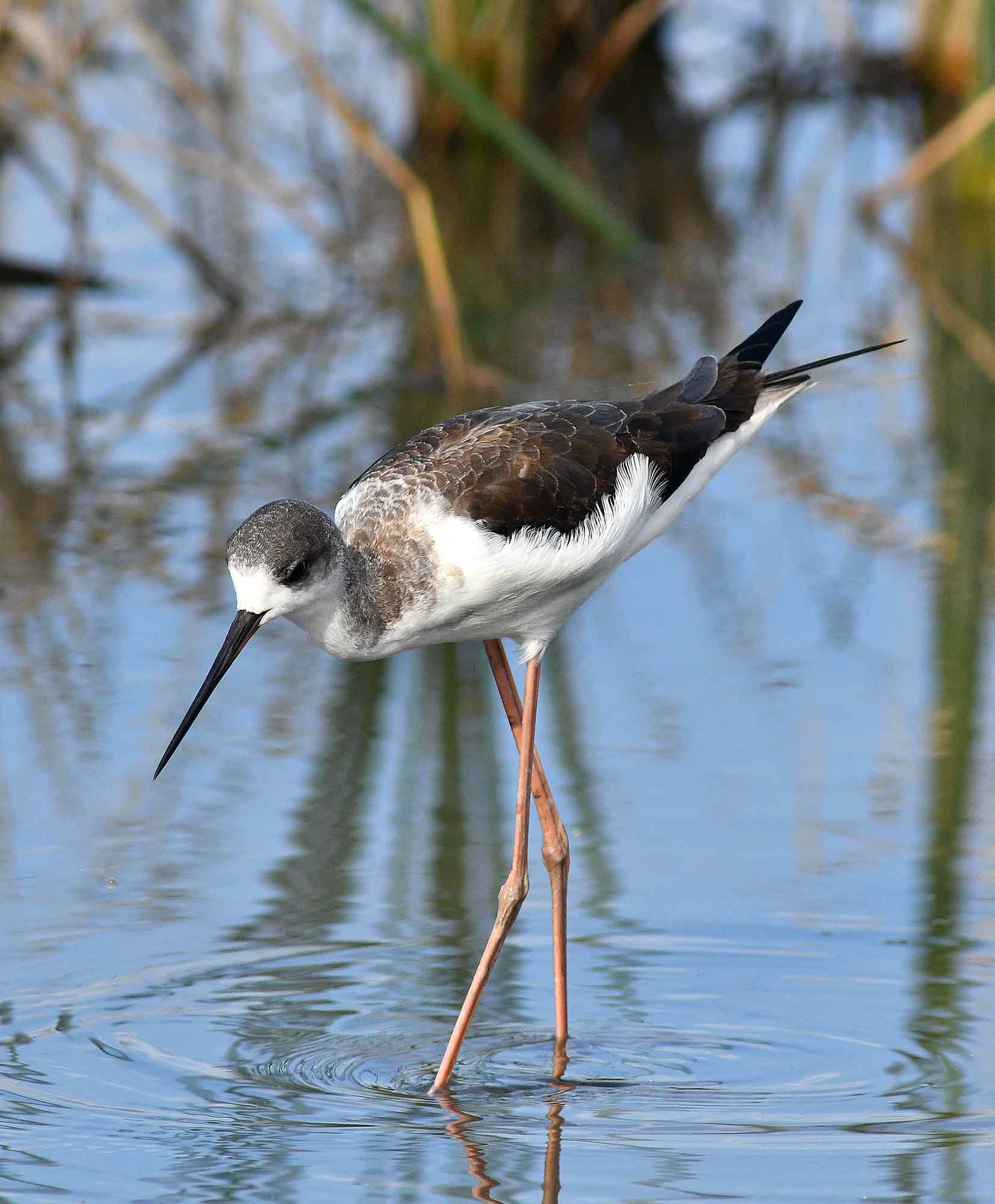 2016年　11月　　野鳥_c0176183_18232173.jpg