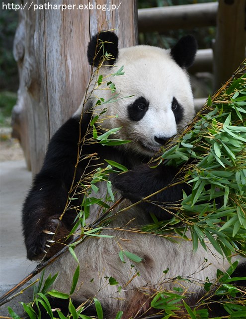 ２０１６年１０月　王子動物園　その２ 旦旦のご飯タイム_a0052986_7175830.jpg