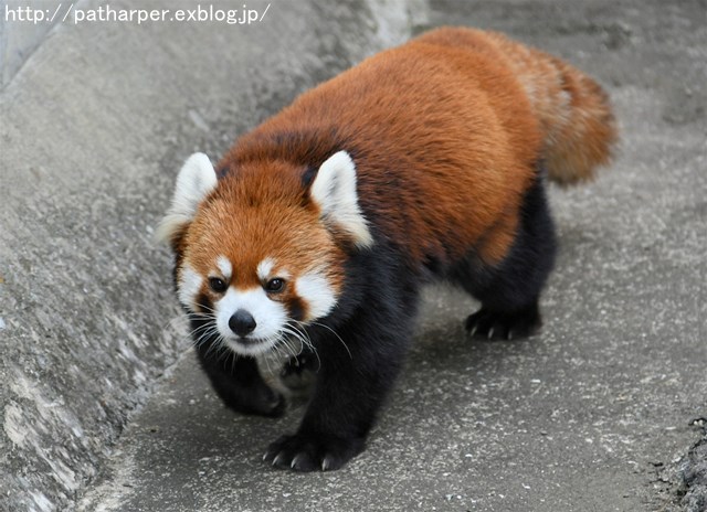 ２０１６年１０月　王子動物園　その２ 旦旦のご飯タイム_a0052986_7221514.jpg