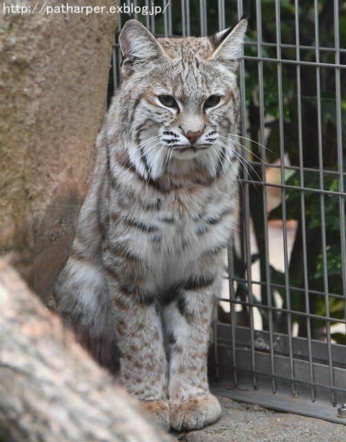 ２０１６年１０月　王子動物園　その２ 旦旦のご飯タイム_a0052986_7244899.jpg