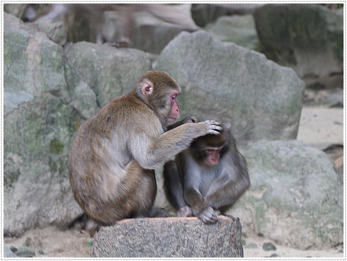 高崎山 うみたまご動物フォト教室に参加して 高崎山のお猿さん 日向ぼっこで毛づくろい さくらおばちゃんの趣味悠遊