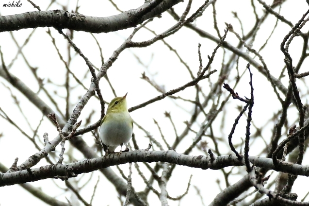 超珍鳥　モリムシクイ_d0352095_20105152.jpg