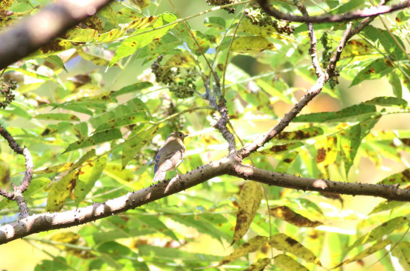 ムギマキ若_b0223198_17380143.jpg